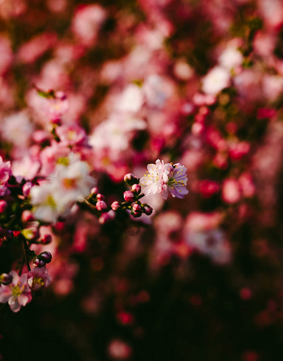Fiori di Ciliegio